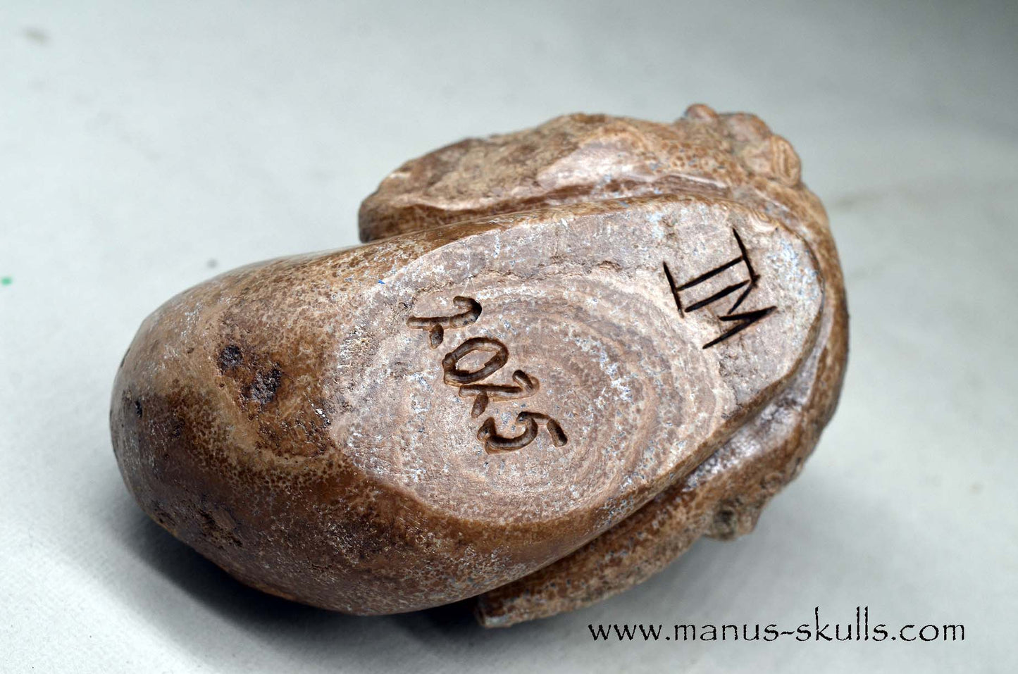 Aragonite Nodul Evolian Skull 2025 # 11