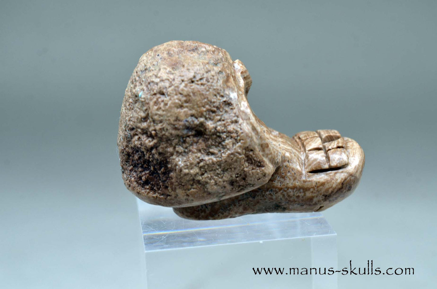 Aragonite Nodul Evolian Skull 2025 #03