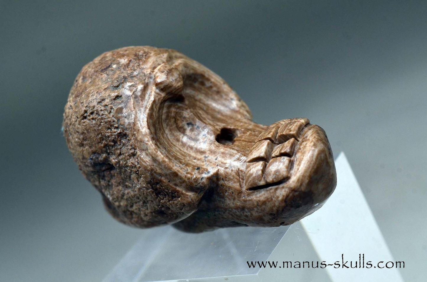 Aragonite Nodul Evolian Skull 2025 #03