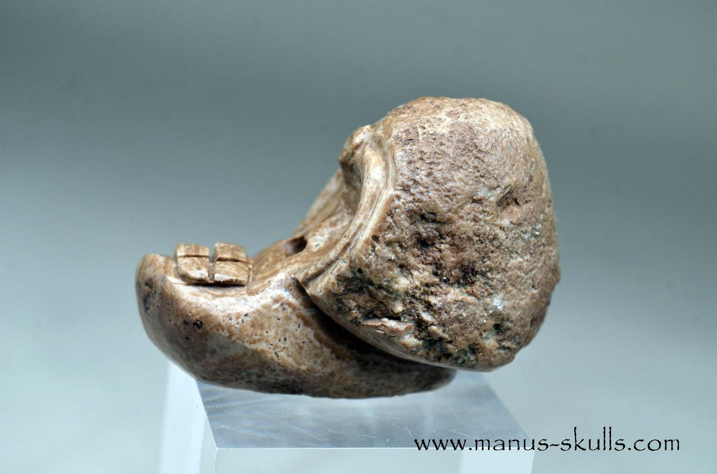 Aragonite Nodul Evolian Skull 2025 #03