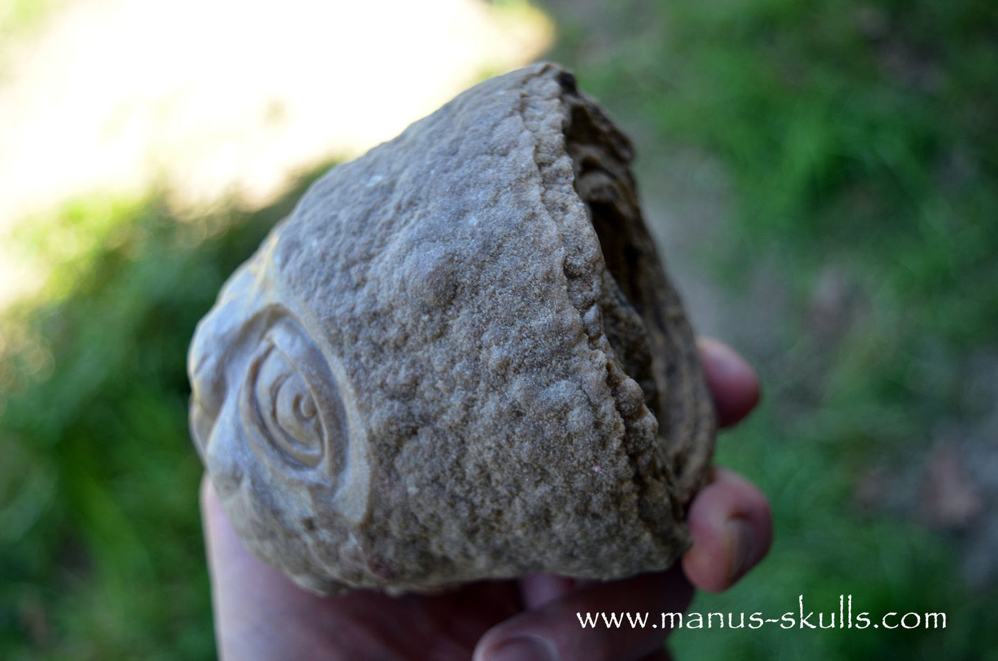 Stromatolite ~ Oncolite Child Skull Face