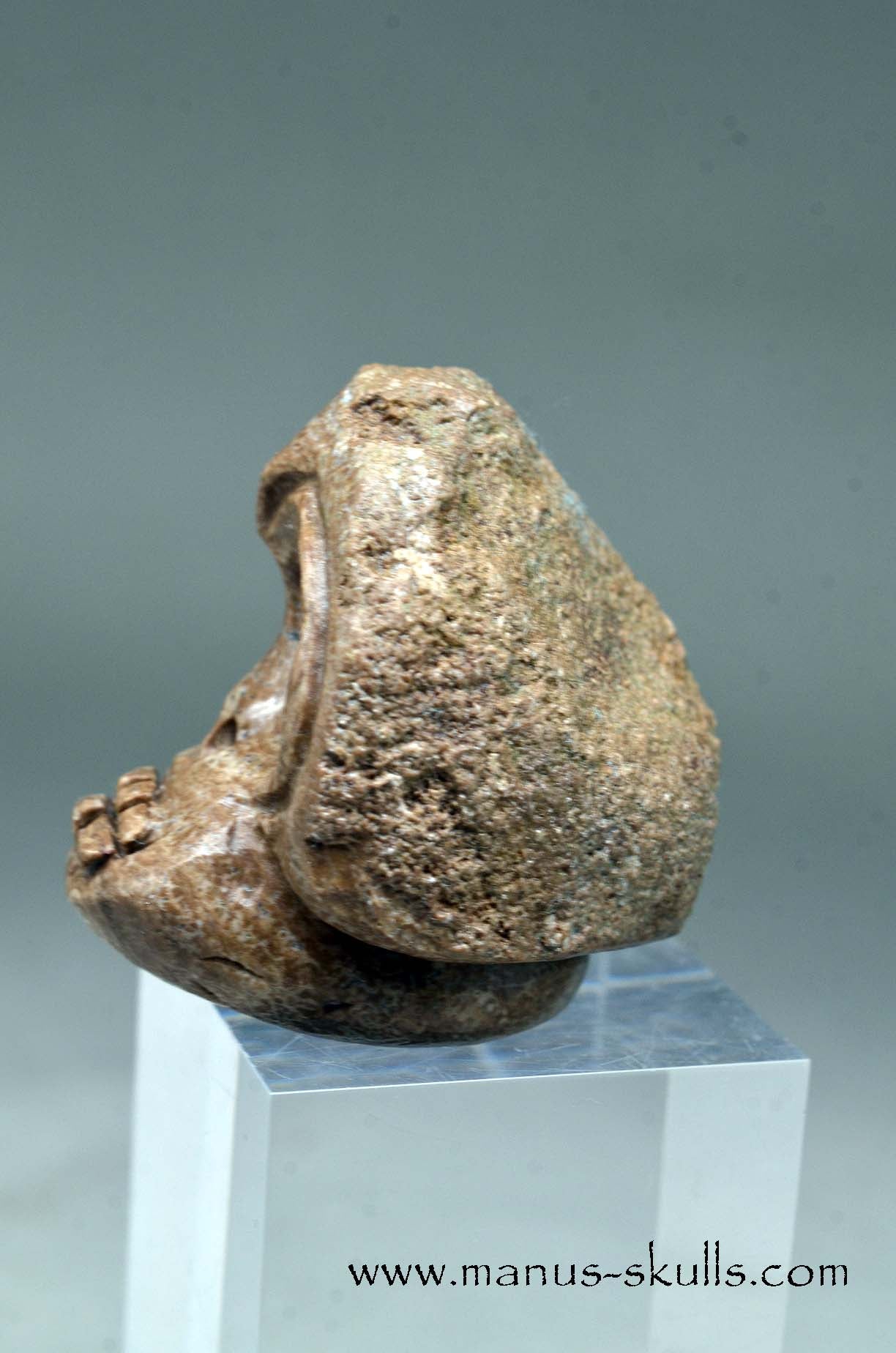 Aragonite Nodul Evolian Skull 2025 # 04