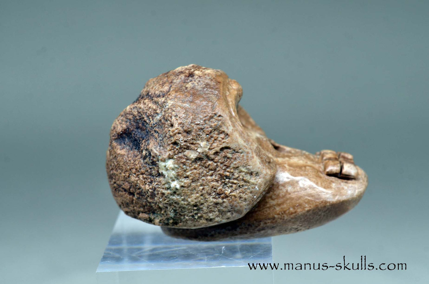 Aragonite Nodul Evolian Skull 2025 # 05