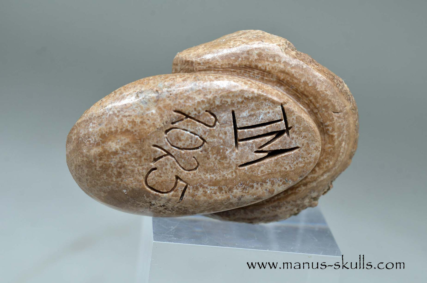 Aragonite Nodul Evolian Skull 2025 # 05