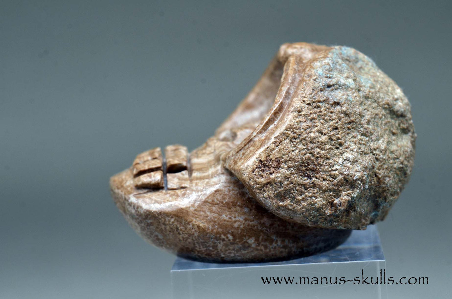 Aragonite Nodul Evolian Skull 2025 # 06