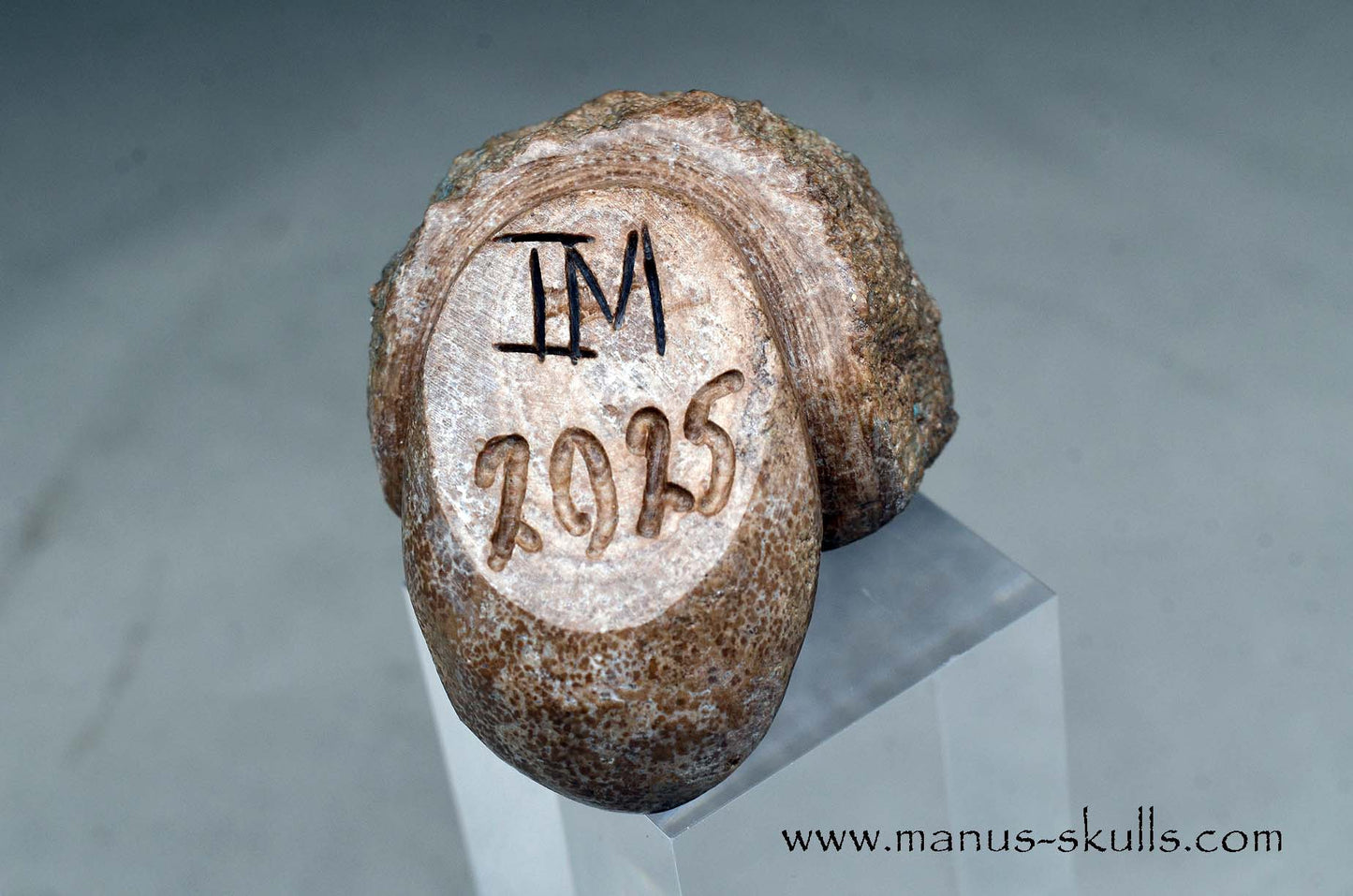 Aragonite Nodul Evolian Skull 2025 # 06