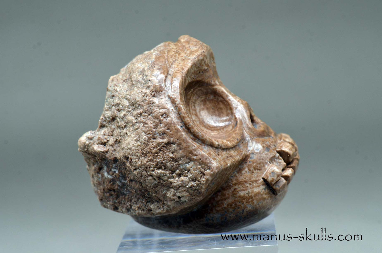 Aragonite Nodul Evolian Skull 2025 # 08