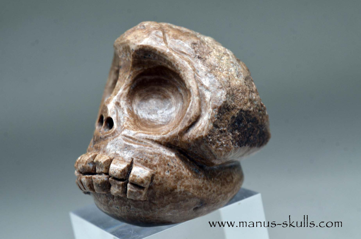 Aragonite Nodul Evolian Skull 2025 # 08