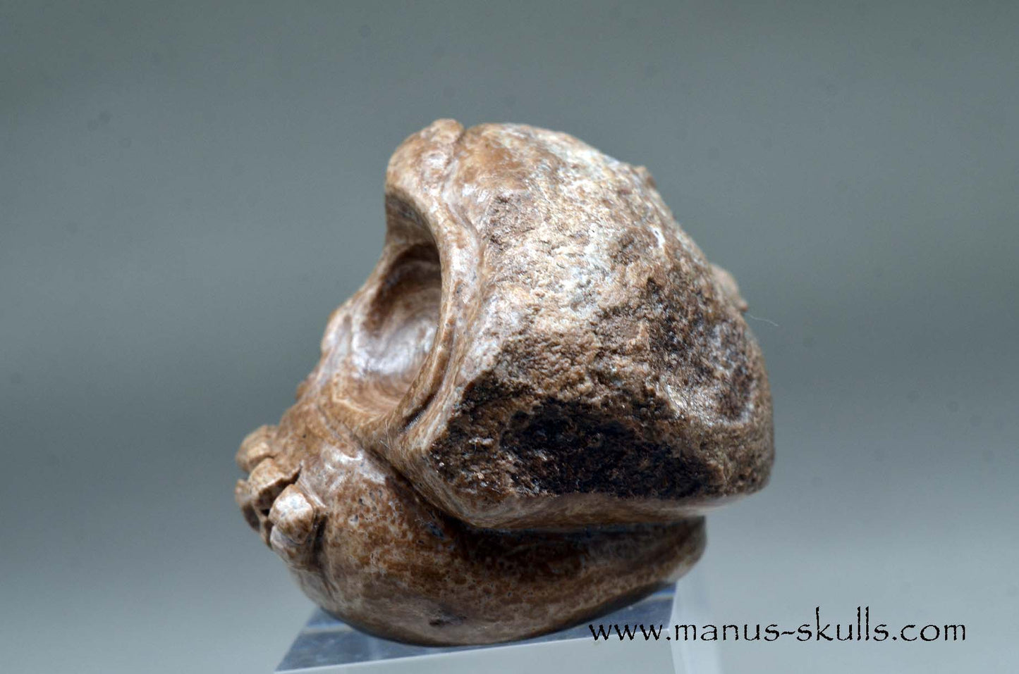 Aragonite Nodul Evolian Skull 2025 # 08