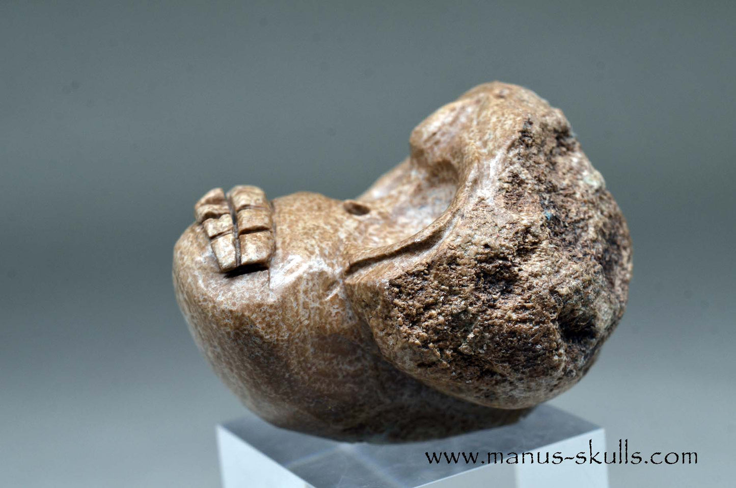 Aragonite Nodul Evolian Skull 2025 # 09