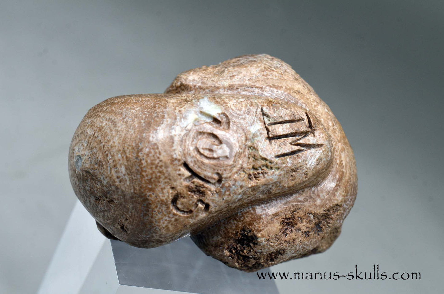 Aragonite Nodul Evolian Skull 2025 # 09