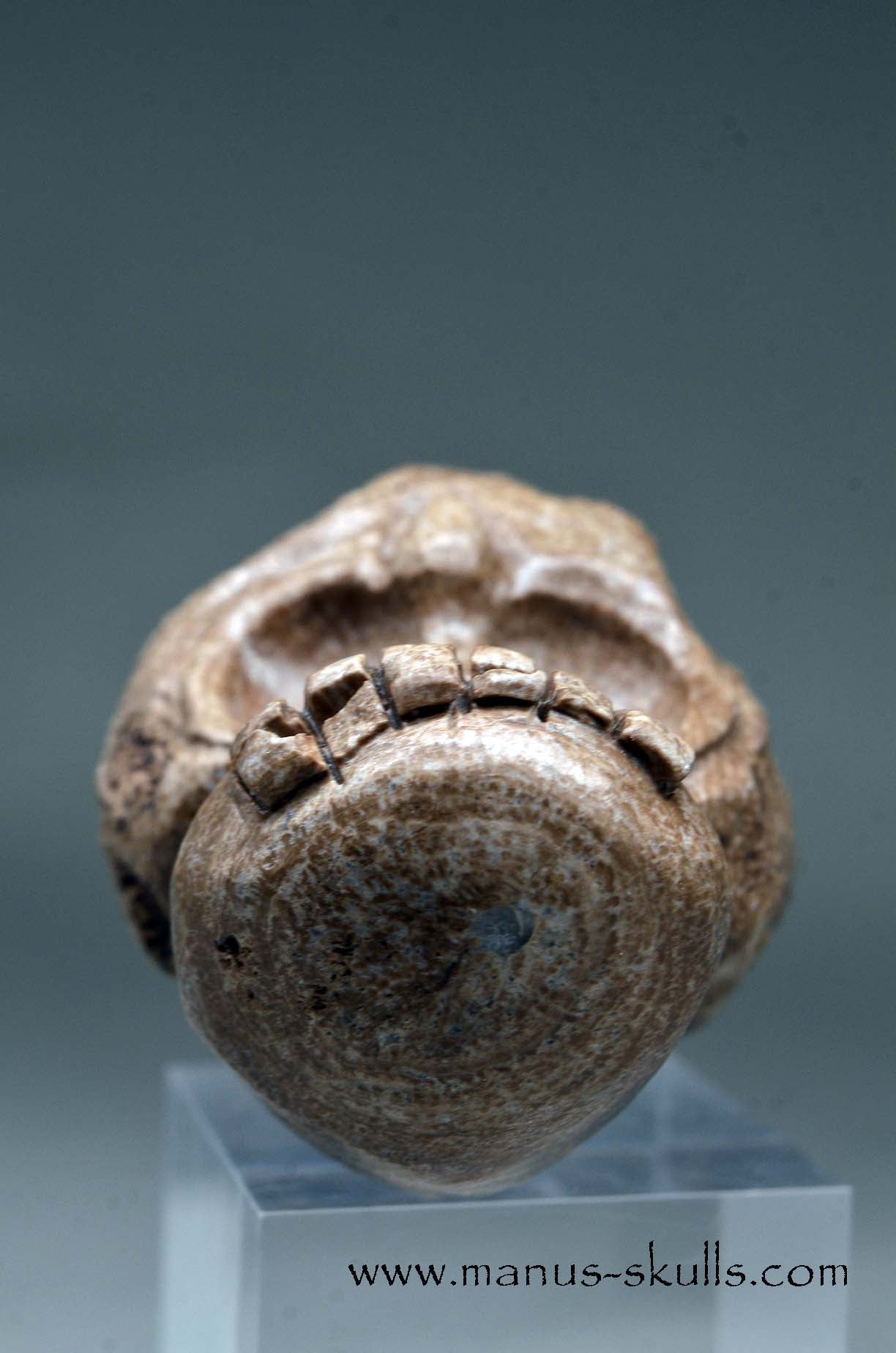 Aragonite Nodul Evolian Skull 2025 # 09