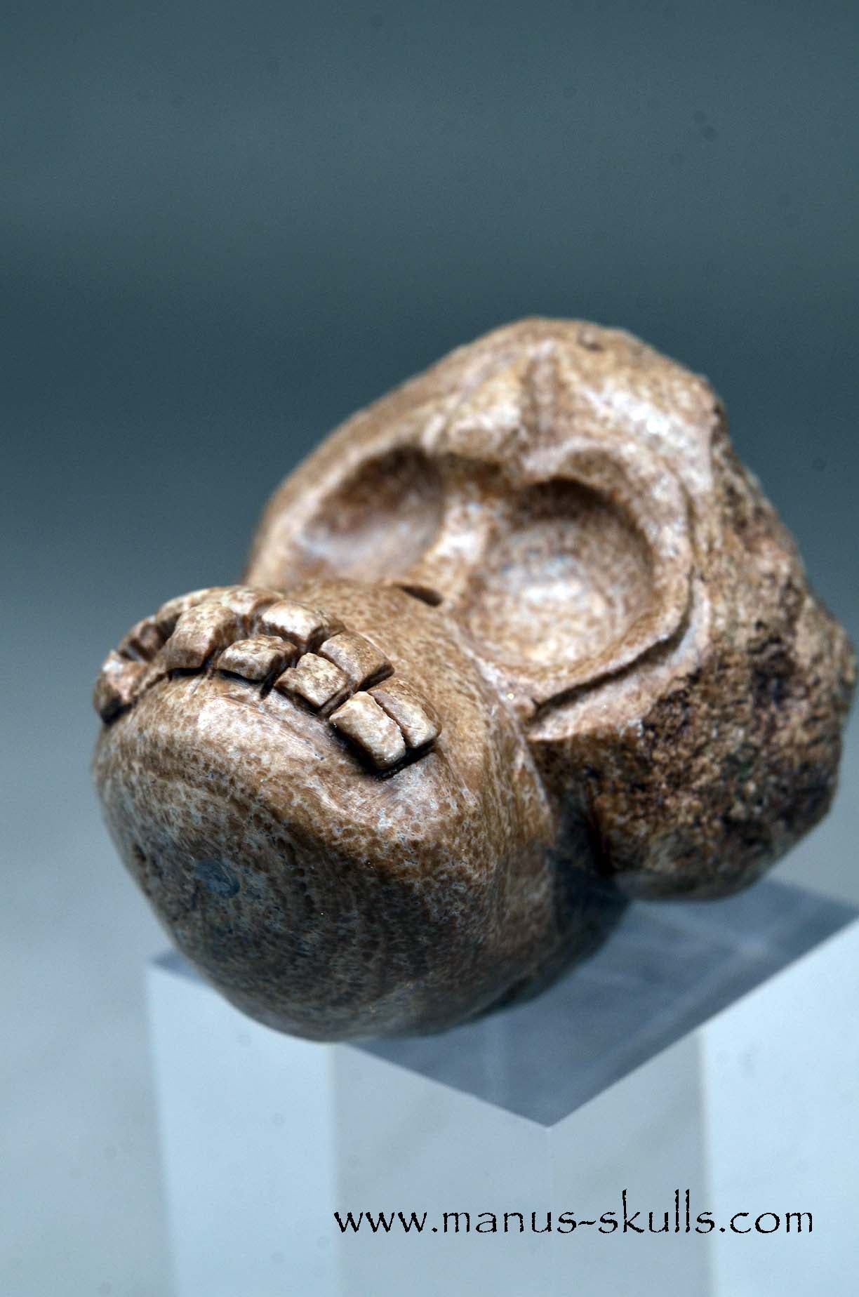 Aragonite Nodul Evolian Skull 2025 # 09