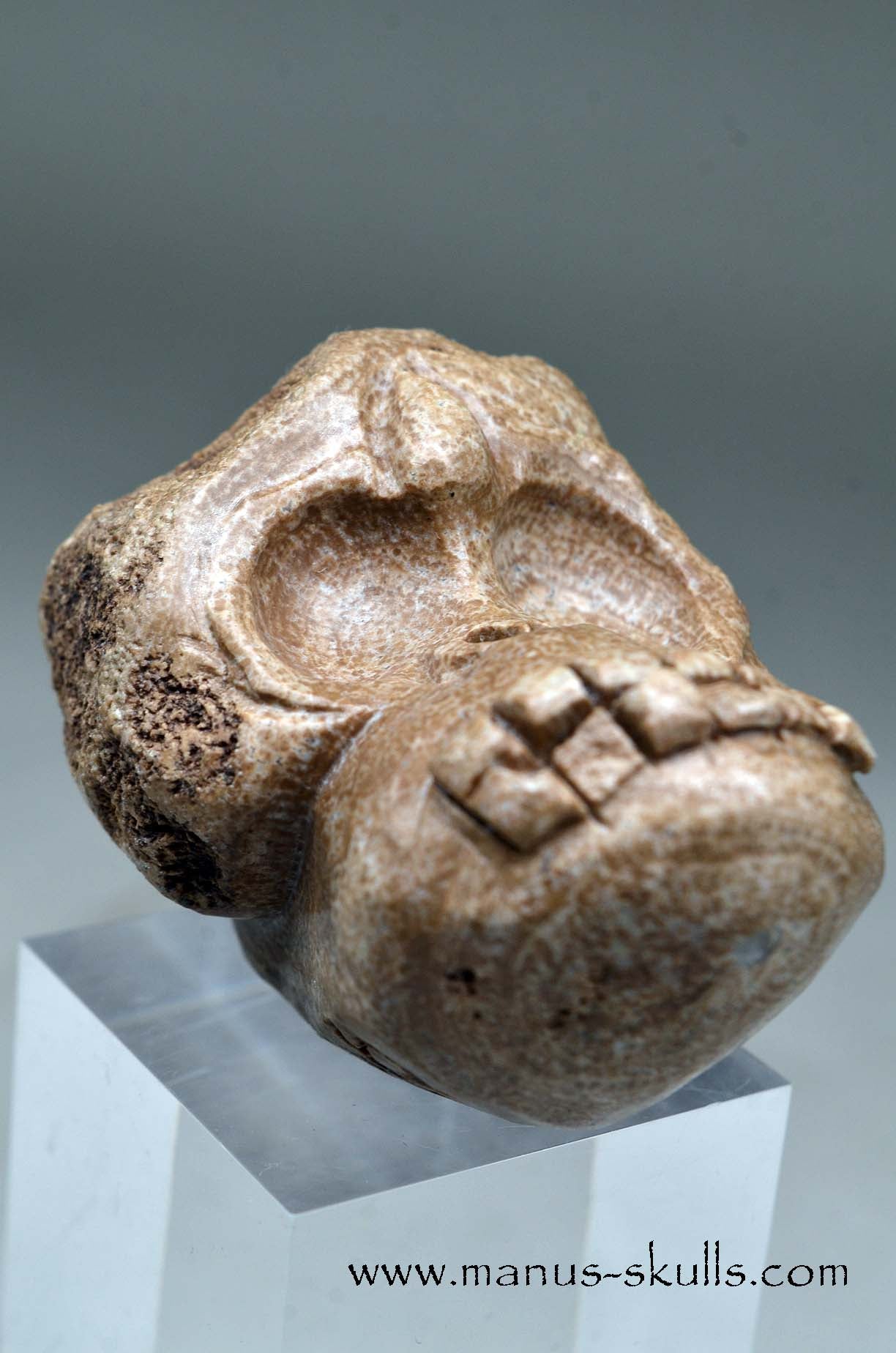 Aragonite Nodul Evolian Skull 2025 # 09