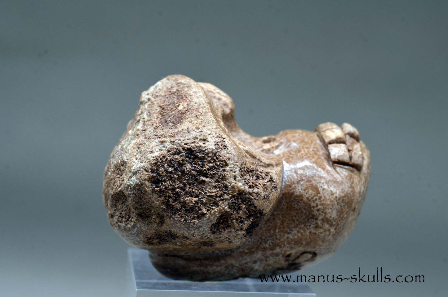 Aragonite Nodul Evolian Skull 2025 # 09