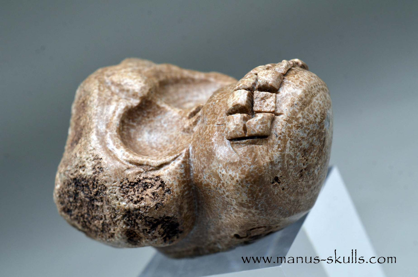 Aragonite Nodul Evolian Skull 2025 # 09