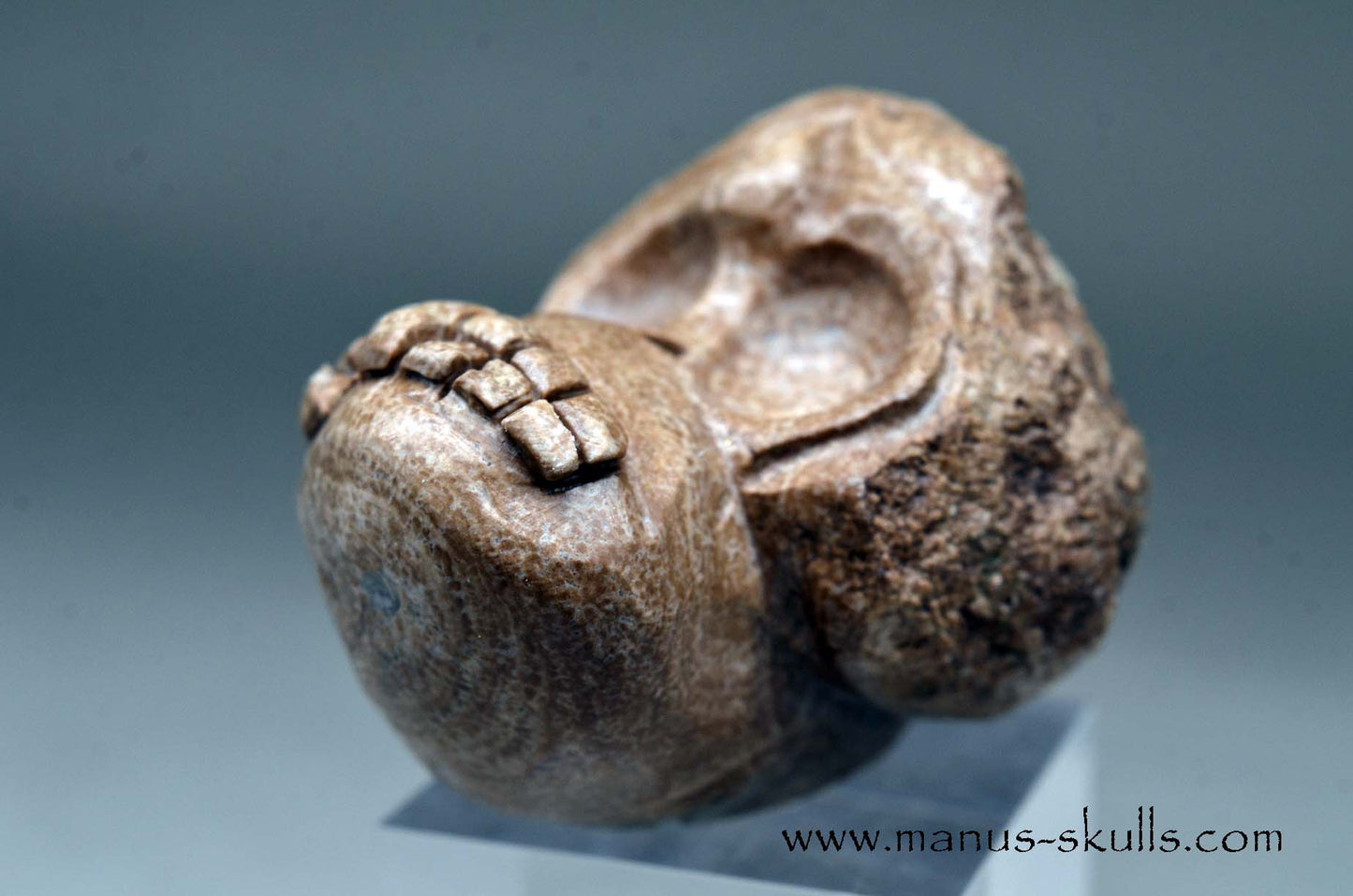 Aragonite Nodul Evolian Skull 2025 # 09