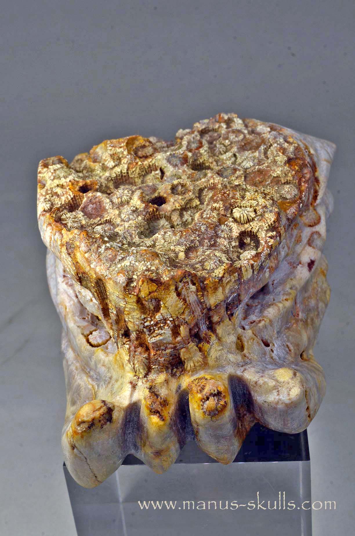 Petrified Coral Dragon