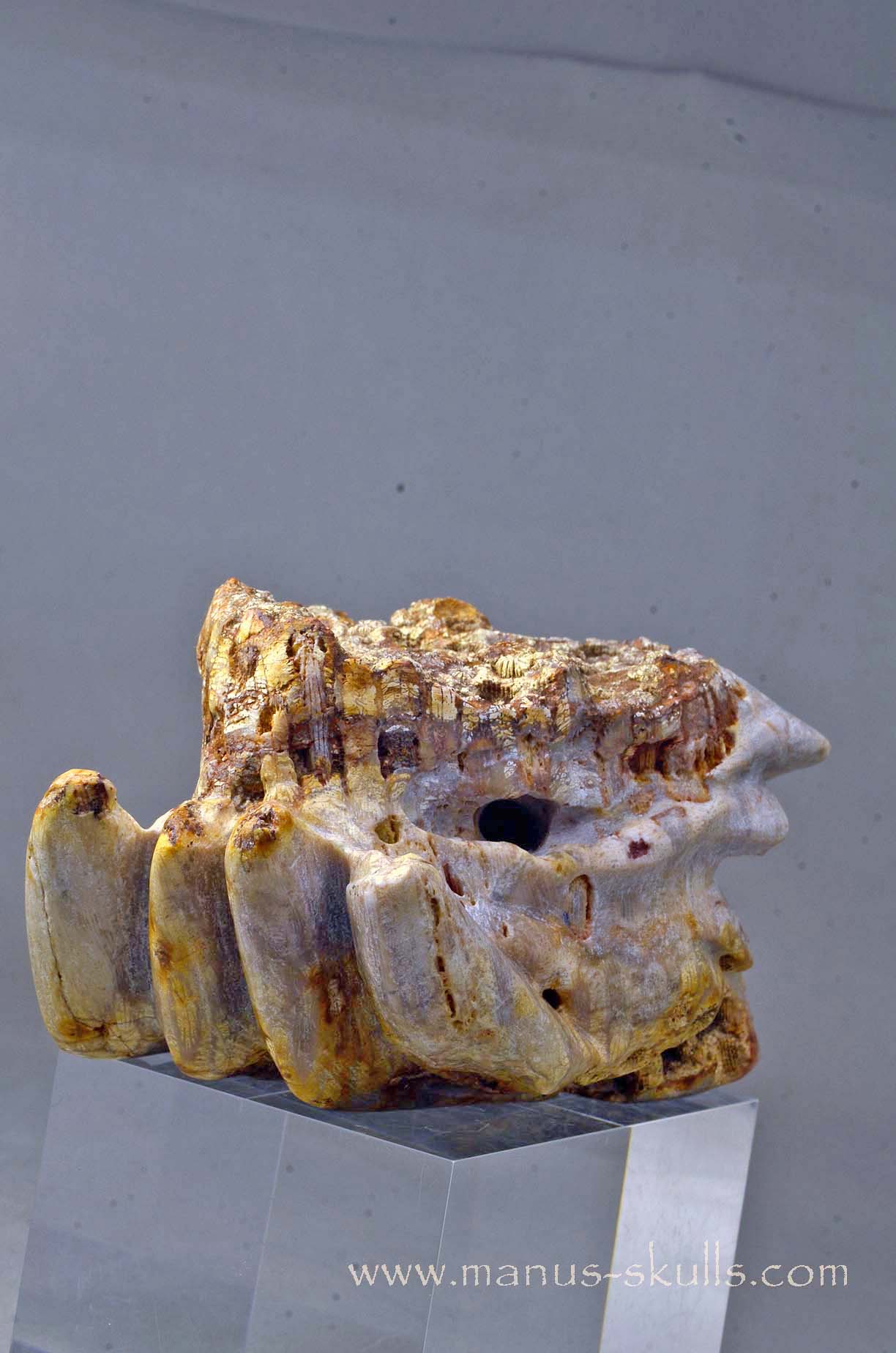 Petrified Coral Dragon
