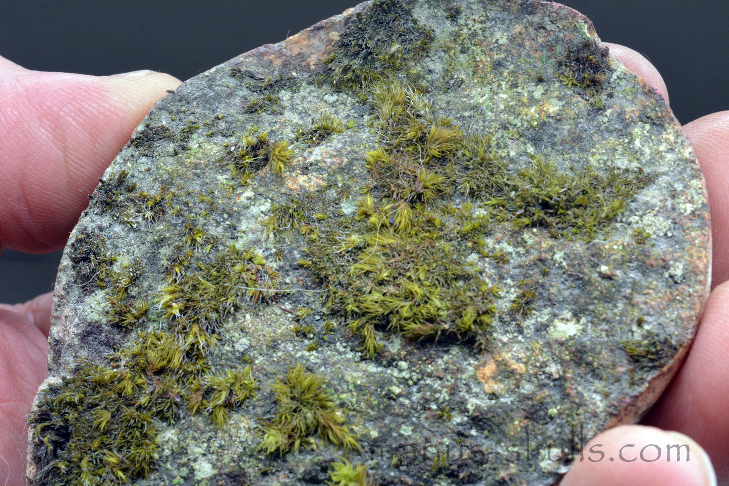 LABYRINTH Preseli Bluestone Tablet Disc