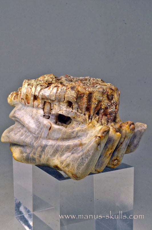 Petrified Coral Dragon