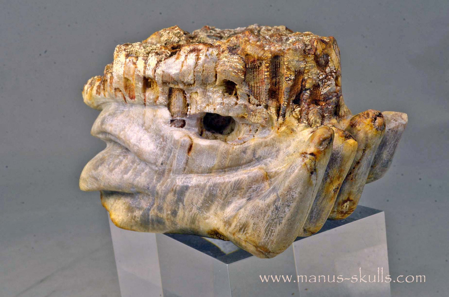 Petrified Coral Dragon