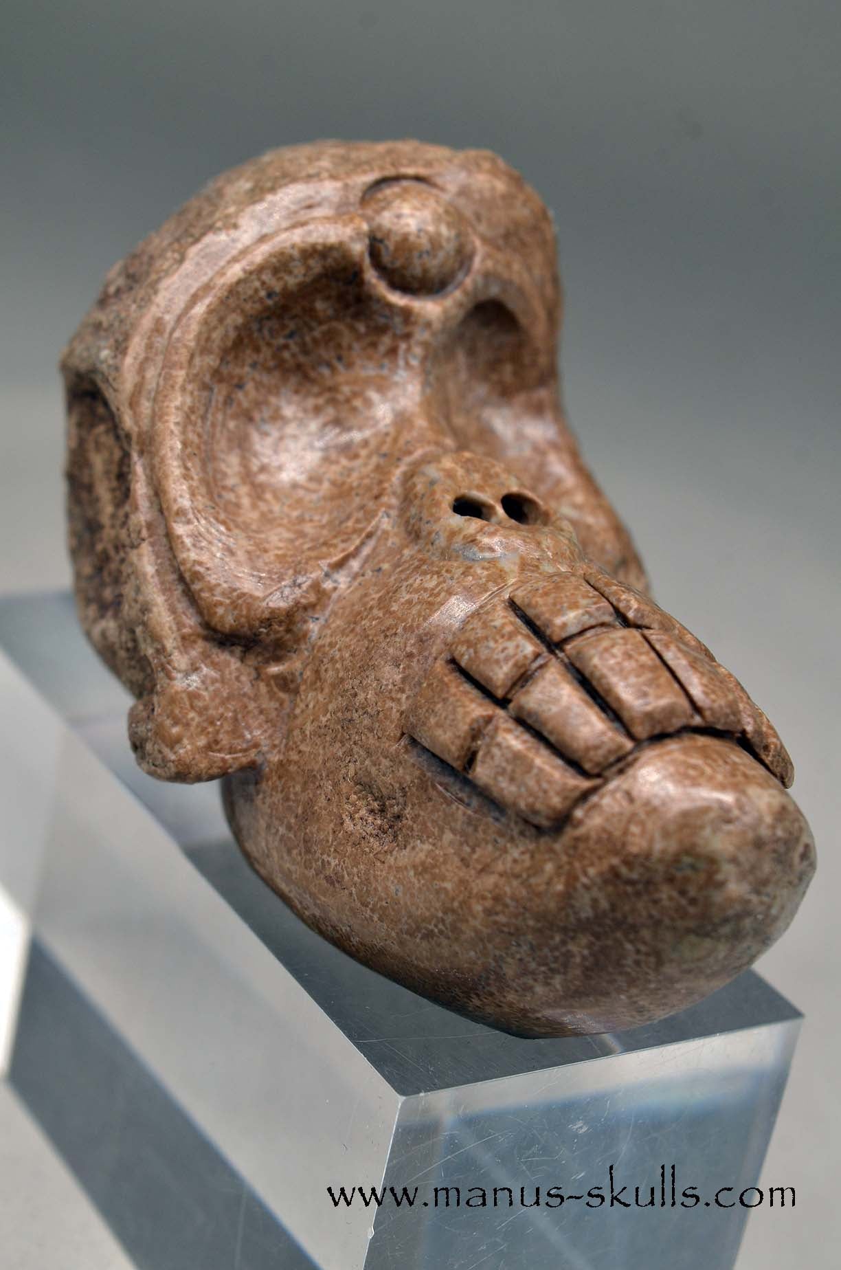 Aragonite Nodul Evolian Skull 2025 # 10