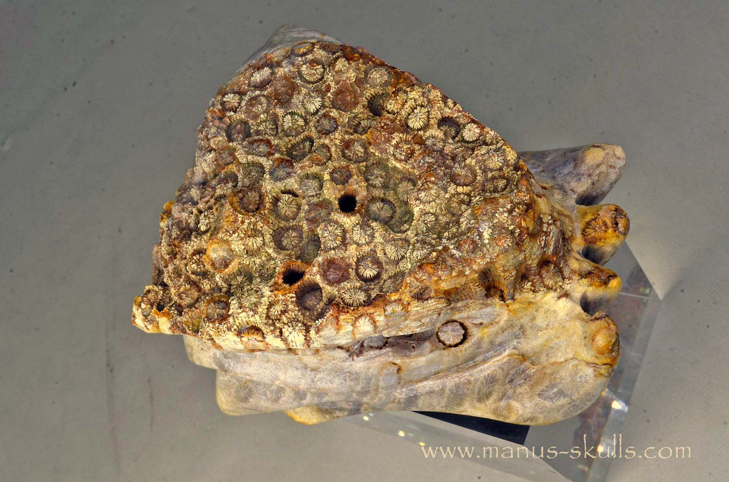 Petrified Coral Dragon
