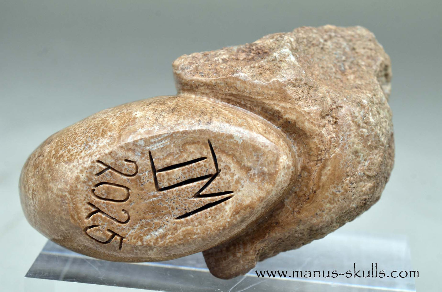 Aragonite Nodul Evolian Skull 2025 # 10