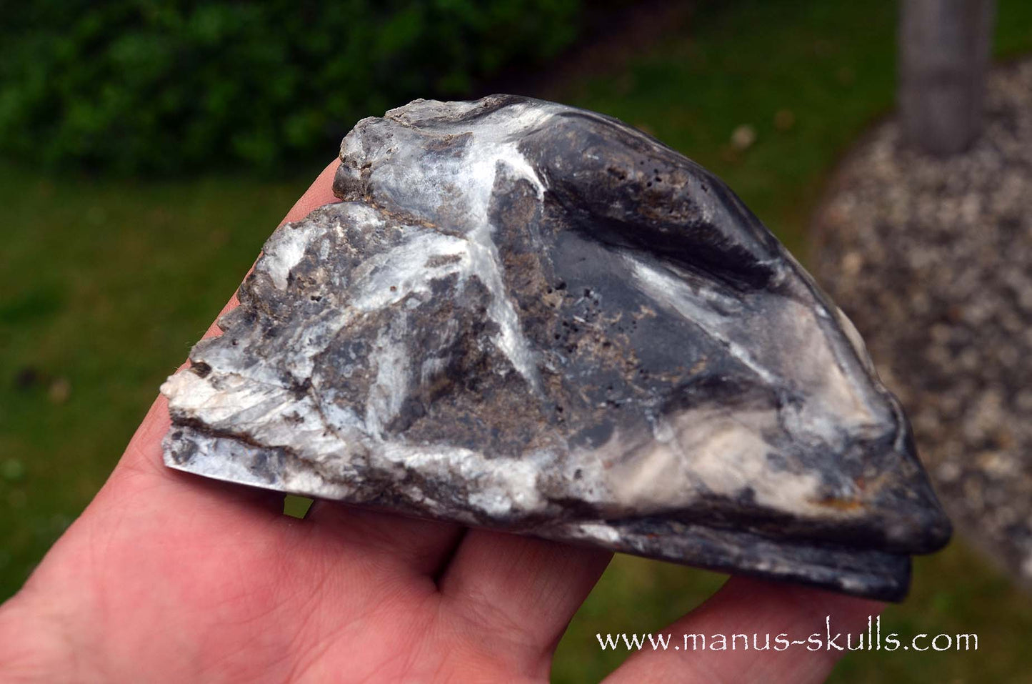Selenite Marienglas Dragon black