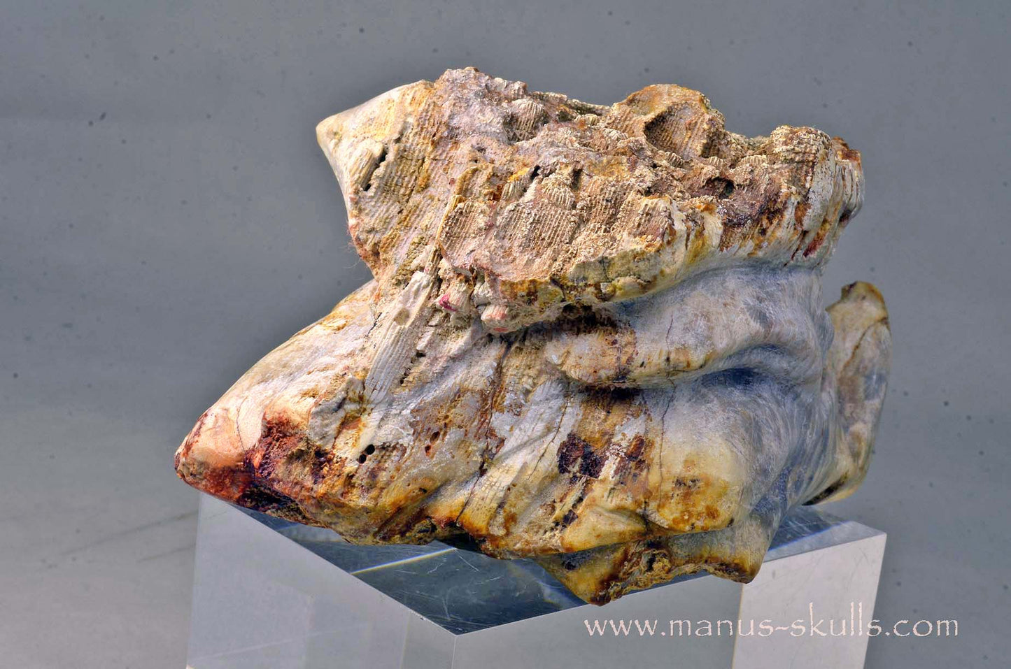 Petrified Coral Dragon