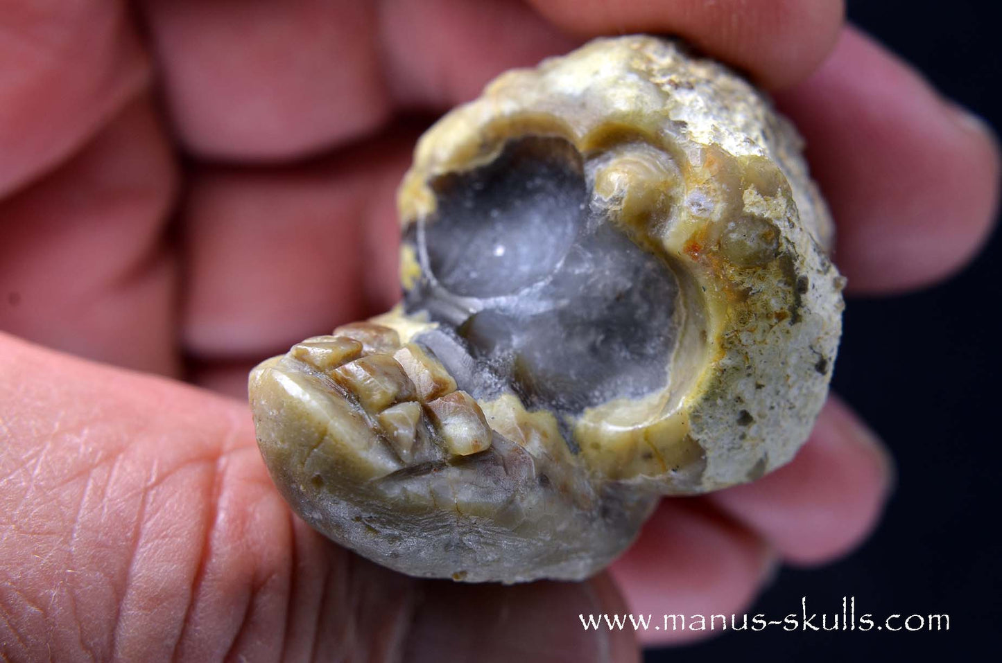 TNT-bed Thunderegg Evolian #01
