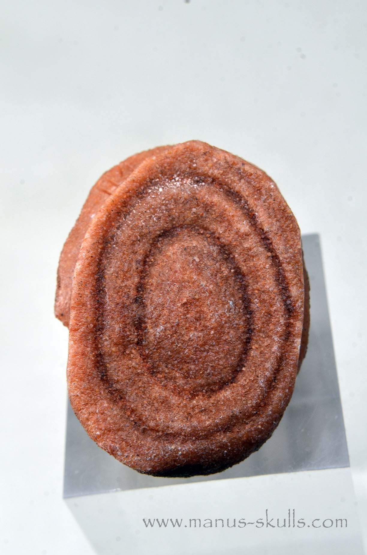Oncolite EVOLIAN #01 (2025)