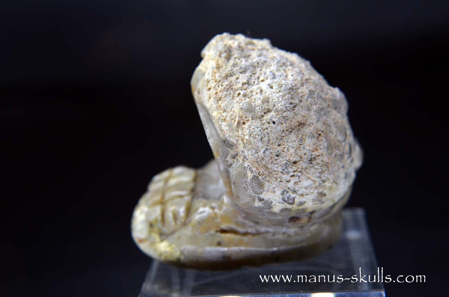 TNT-bed Thunderegg Evolian #10