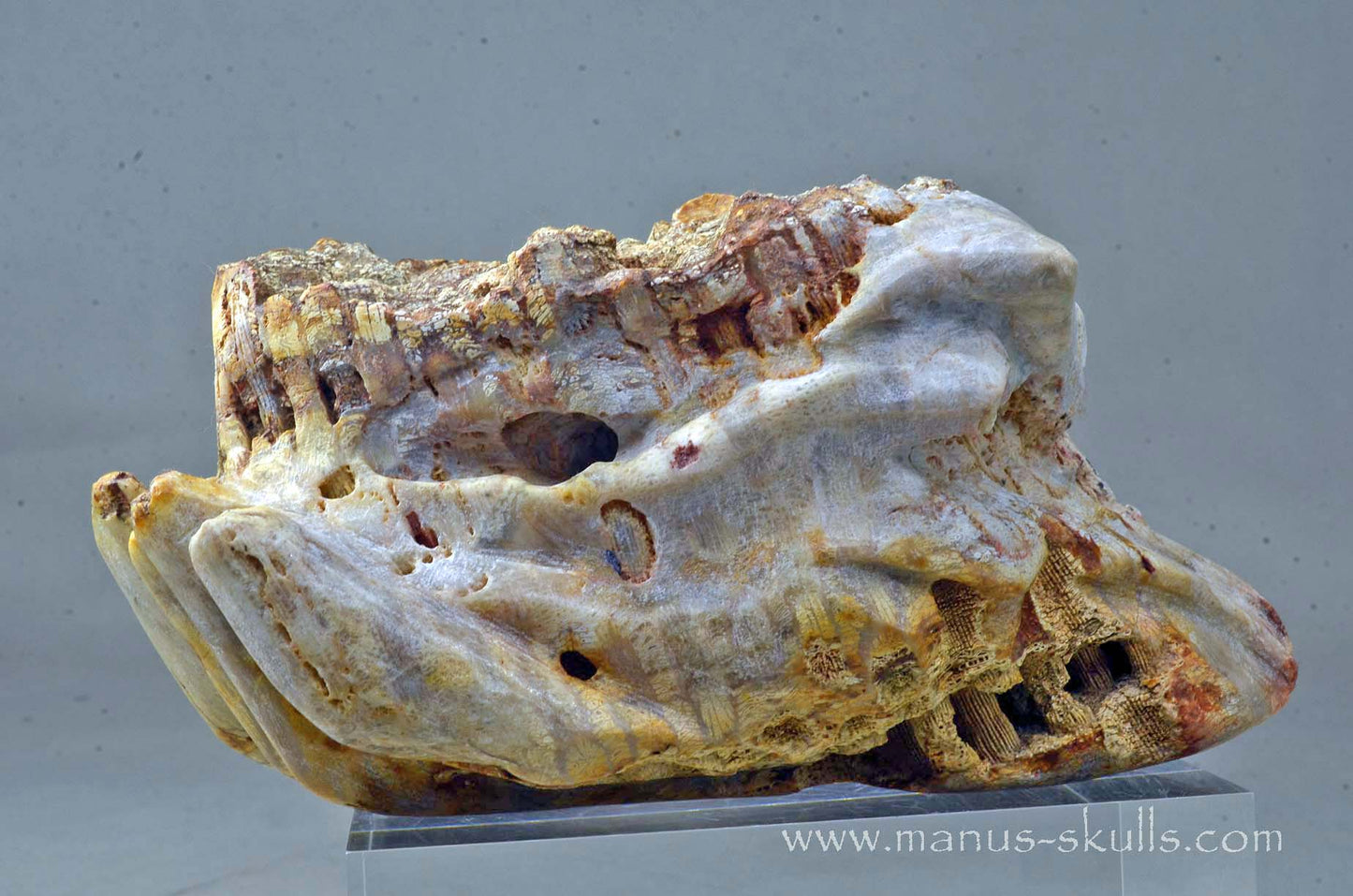 Petrified Coral Dragon