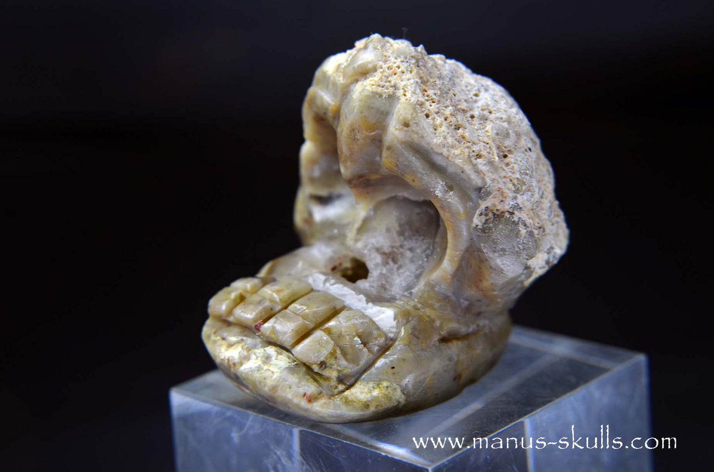 TNT-bed Thunderegg Evolian #10