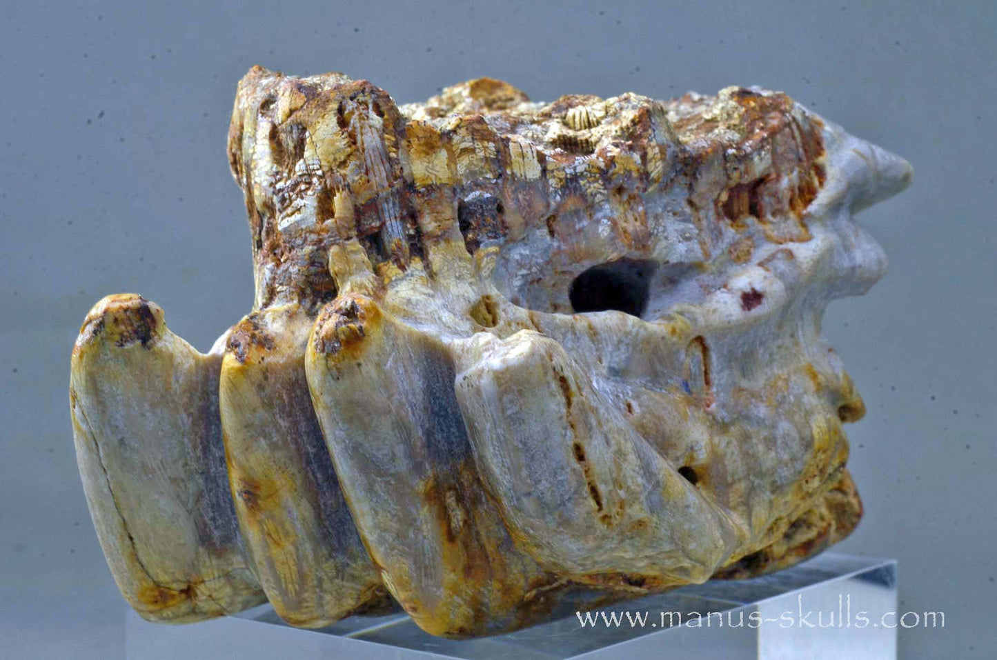 Petrified Coral Dragon