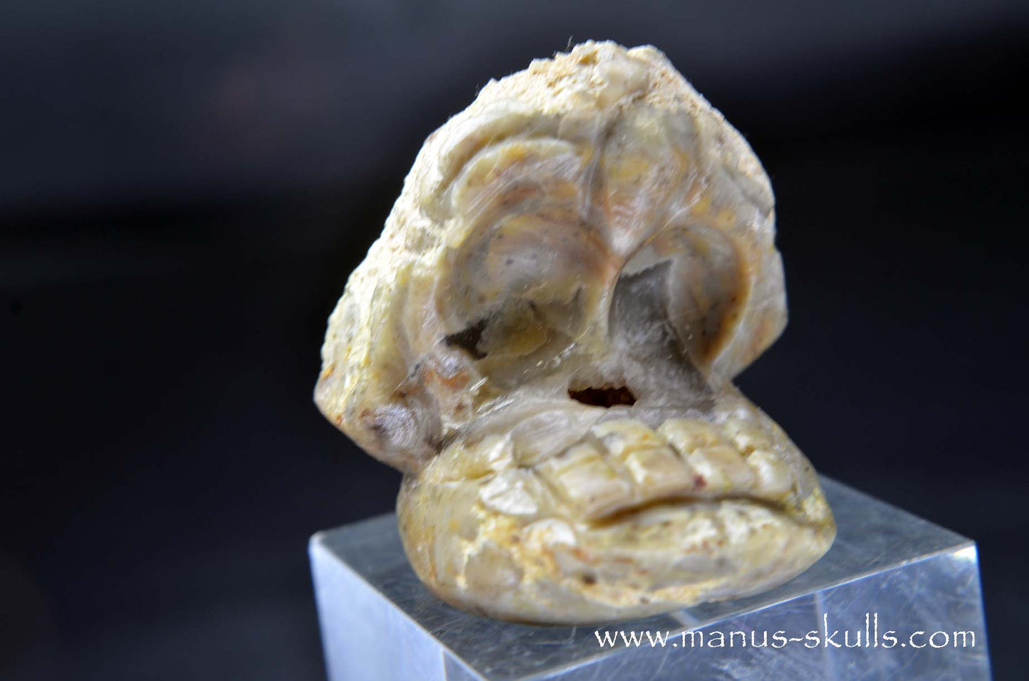 TNT-bed Thunderegg Evolian #10