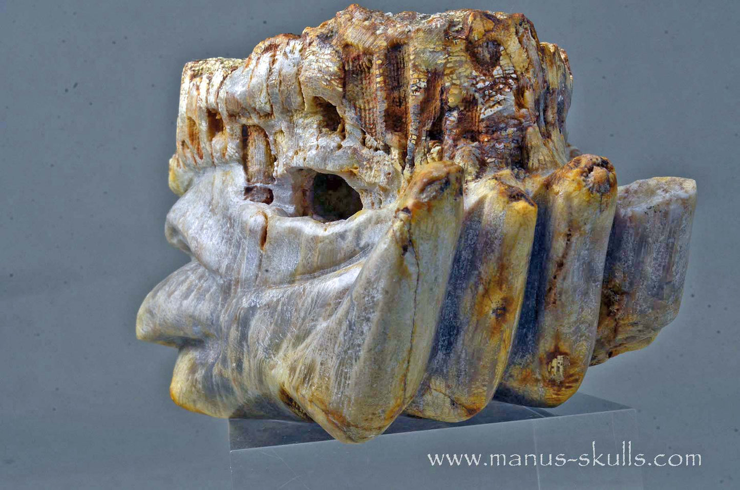 Petrified Coral Dragon