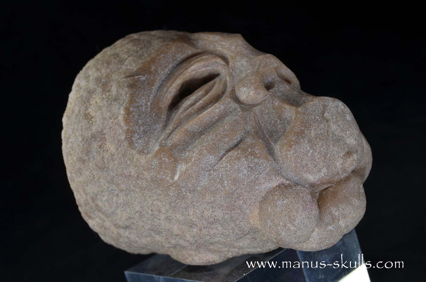 Stromatolite ~ Oncolite Character Skull