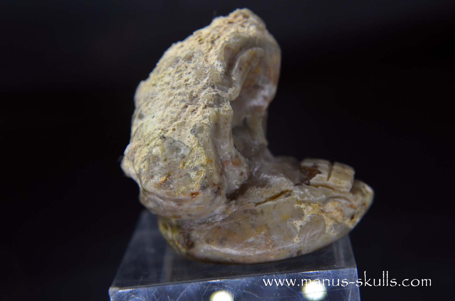 TNT-bed Thunderegg Evolian #10