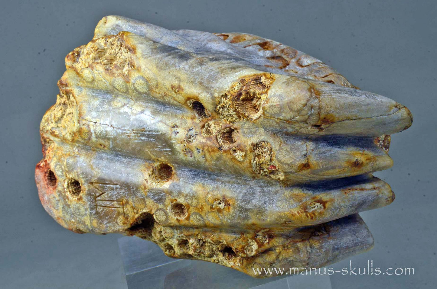 Petrified Coral Dragon