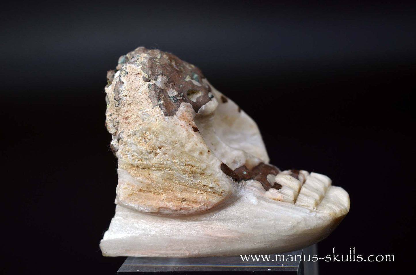 Scolecite Evolian Skull #11
