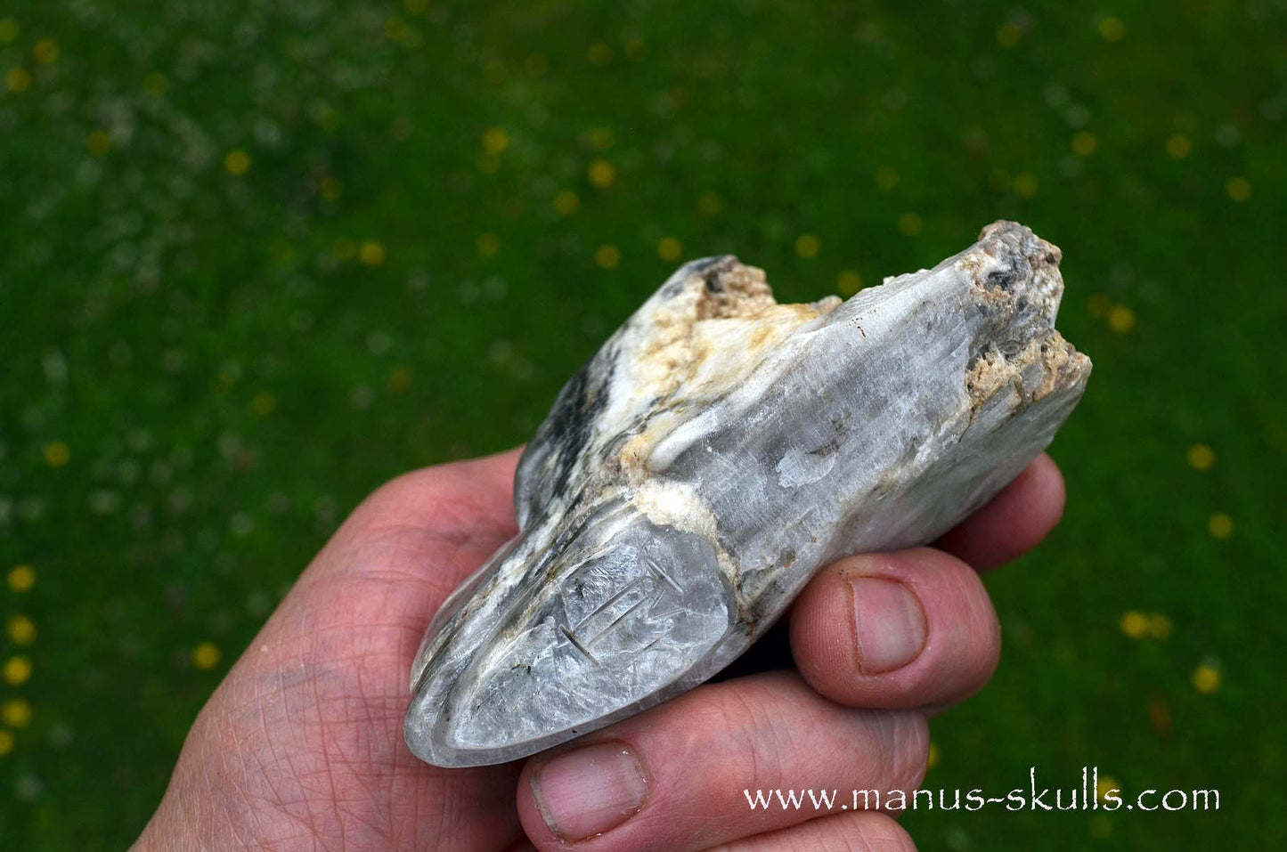 Selenite Marienglas Dragon white