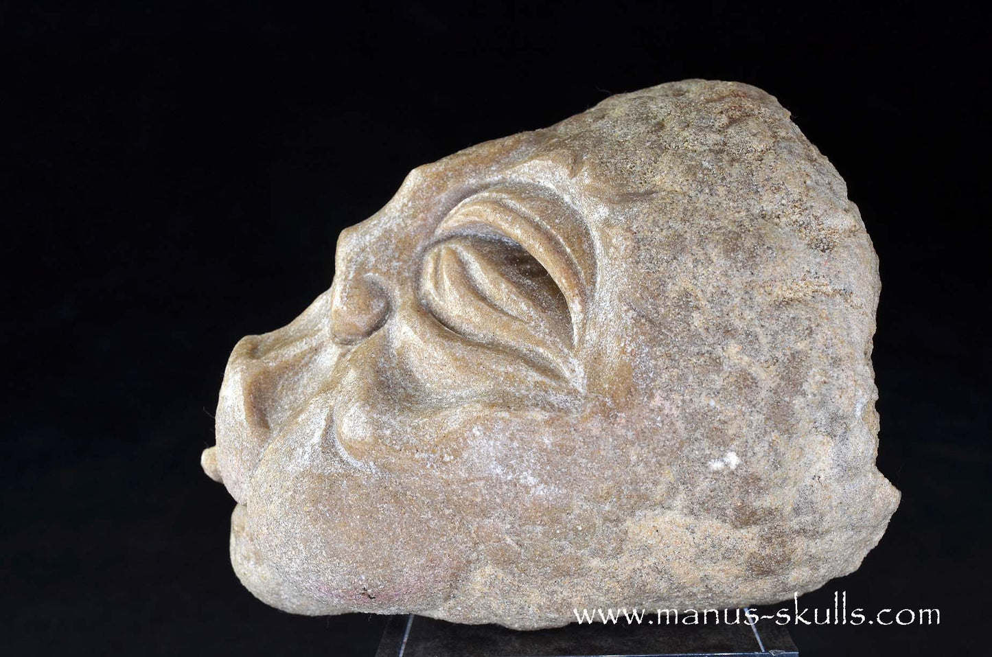 Stromatolite ~ Oncolite Character Skull