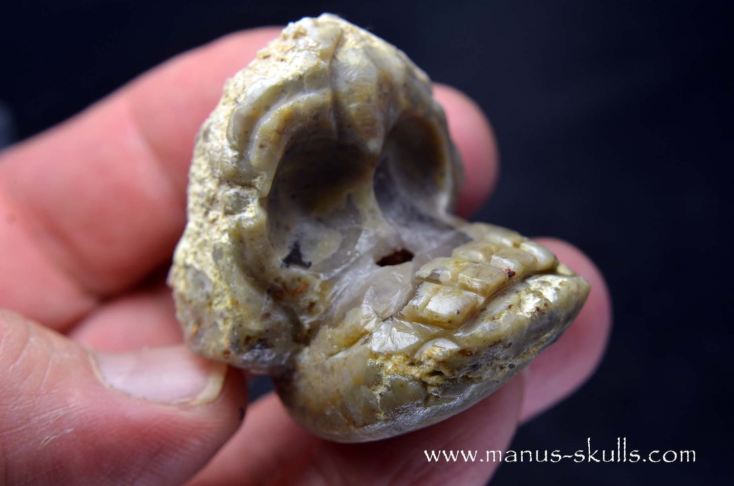 TNT-bed Thunderegg Evolian #10