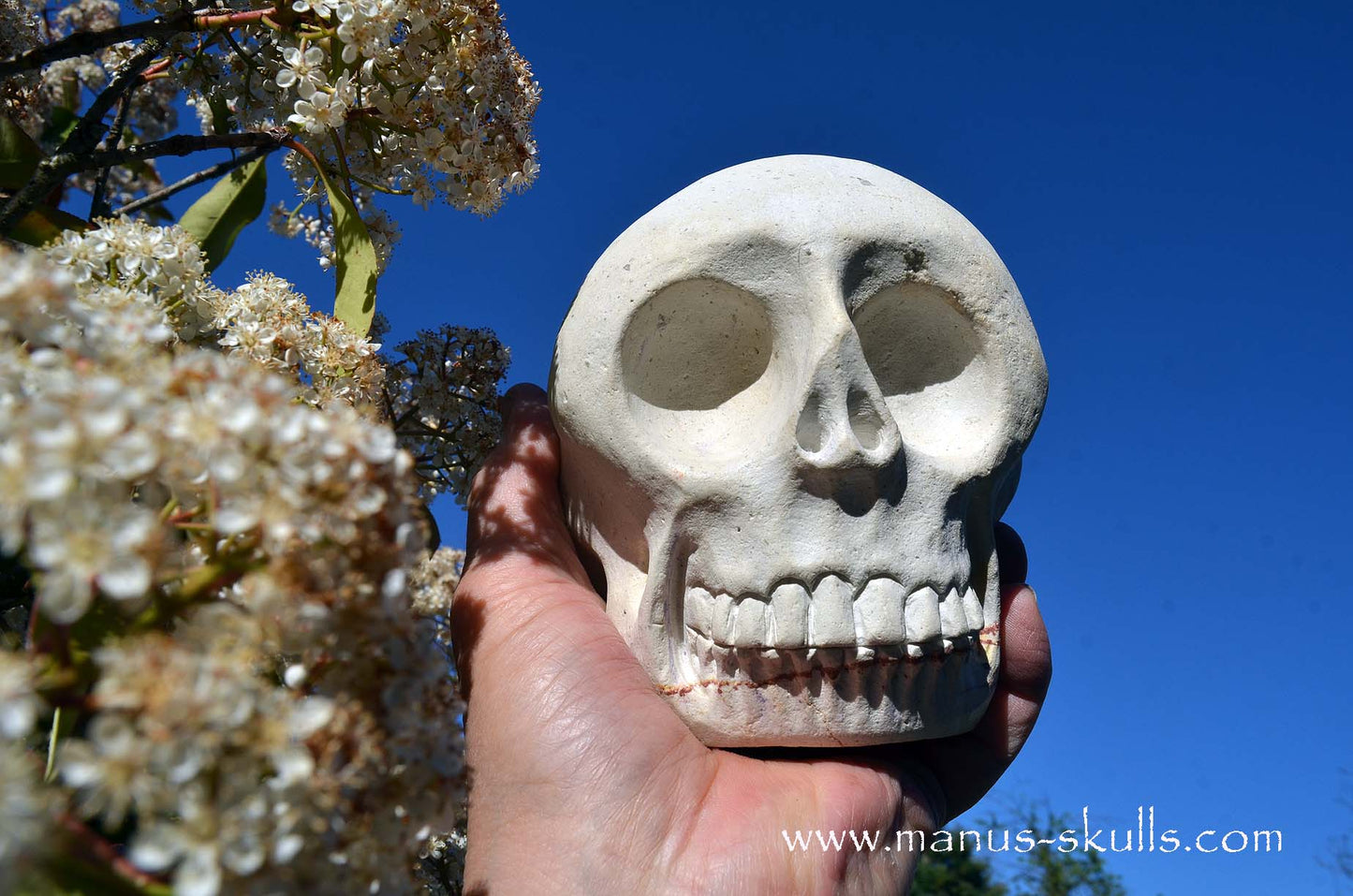 Arizona Sandstone skull