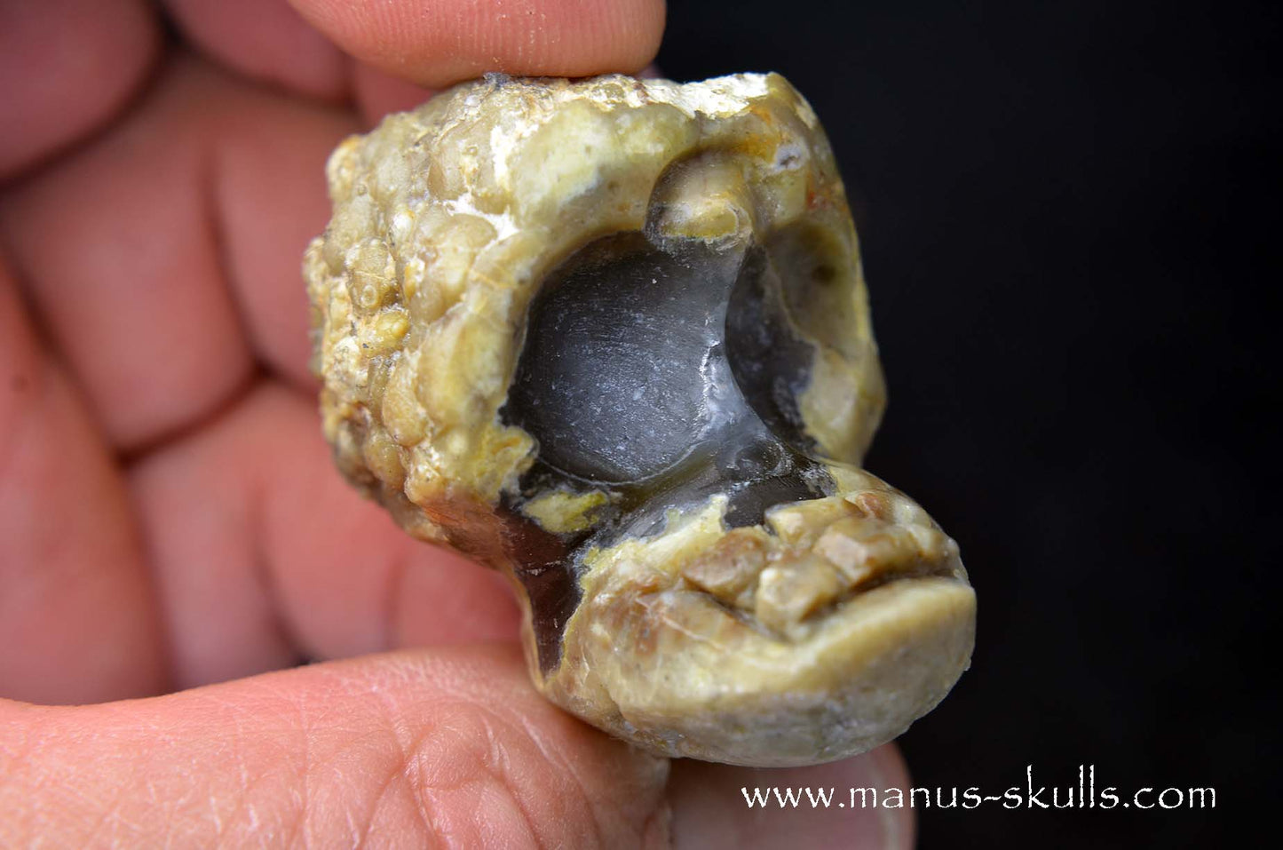 TNT-bed Thunderegg Evolian #01