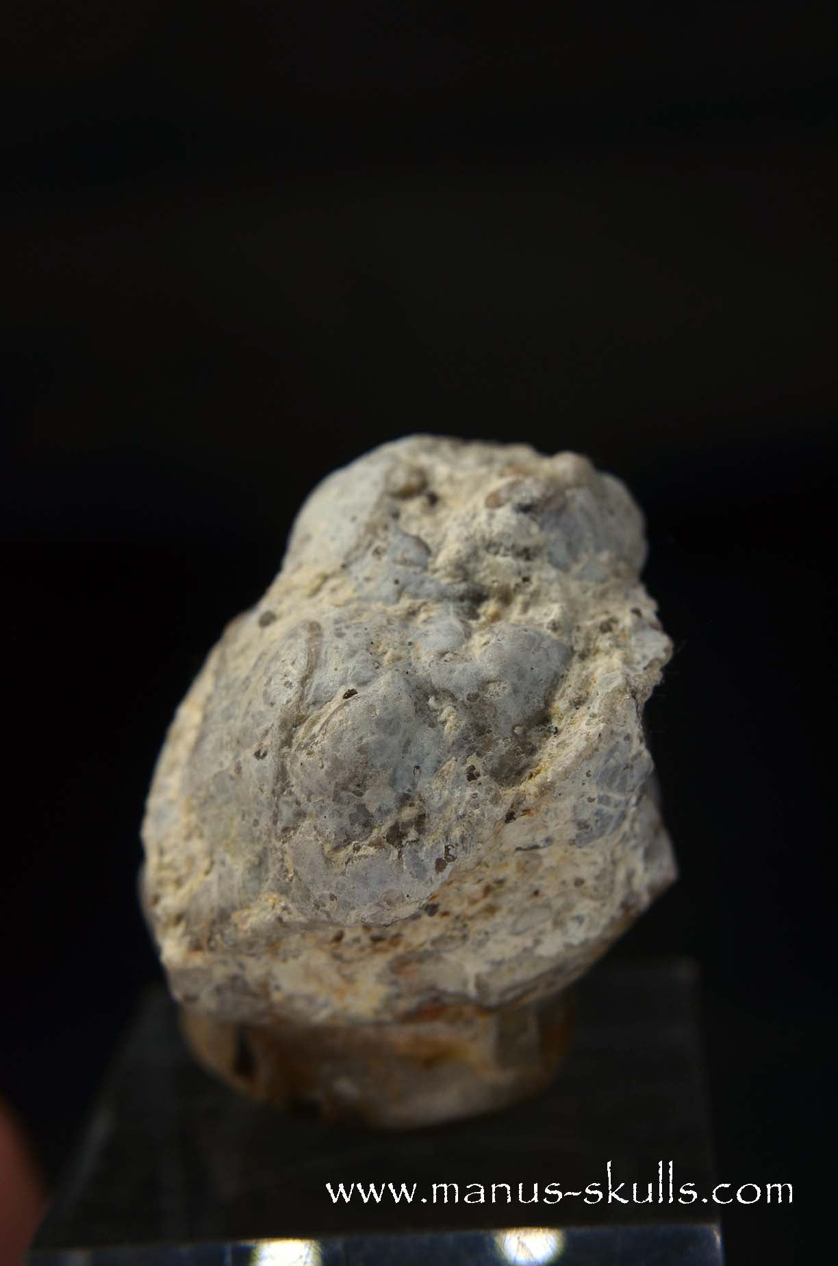 TNT-bed Thunderegg Evolian #11