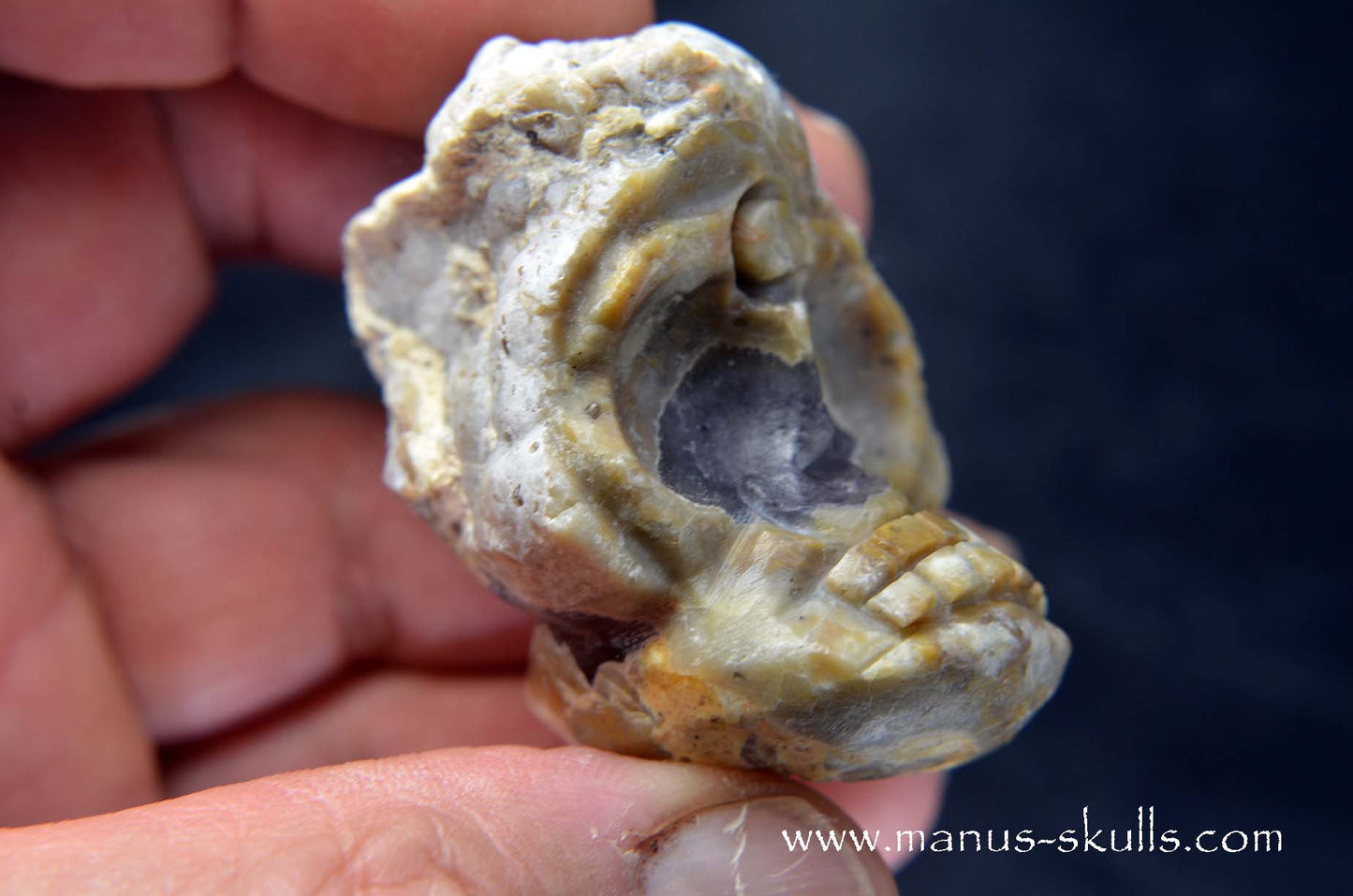 TNT-bed Thunderegg Evolian #11